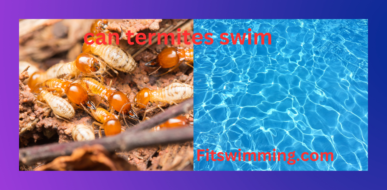Can Termites Swim? Exploring Termite Behavior in Water Fit Swimming