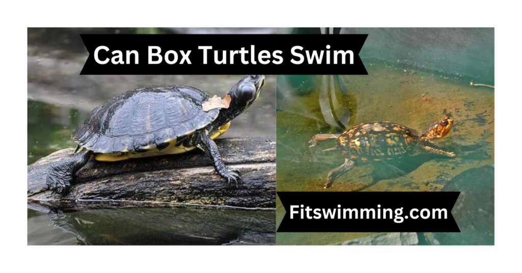 Can Box Turtles Swim? The Truth Revealed - Fit Swimming