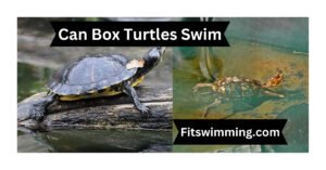 Can Box Turtles Swim