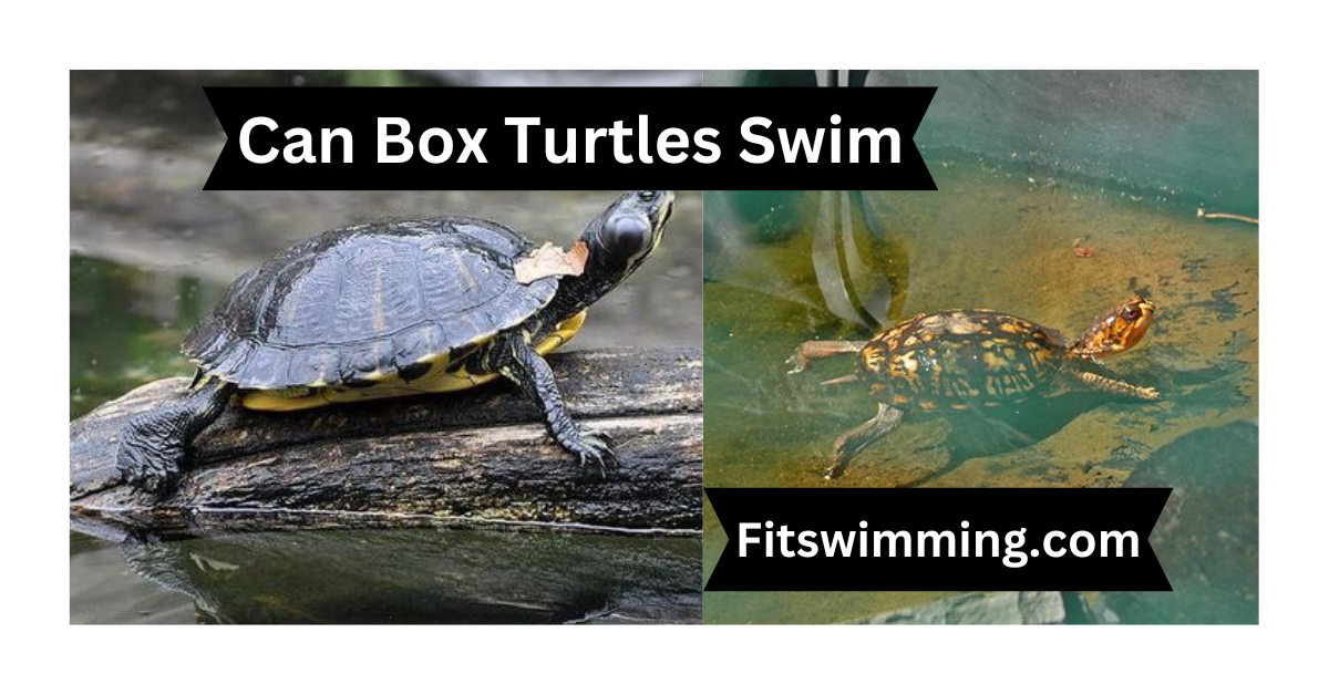 Can Box Turtles Swim