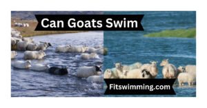 Can Goats Swim
