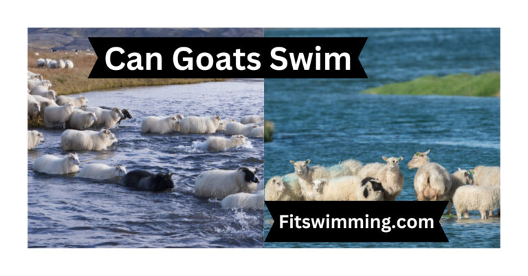 Can Goats Swim? Do Goats Swim? Interesting Facts