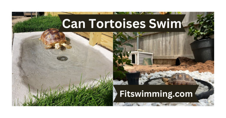 Can Tortoises Swim? A Simple Explanation