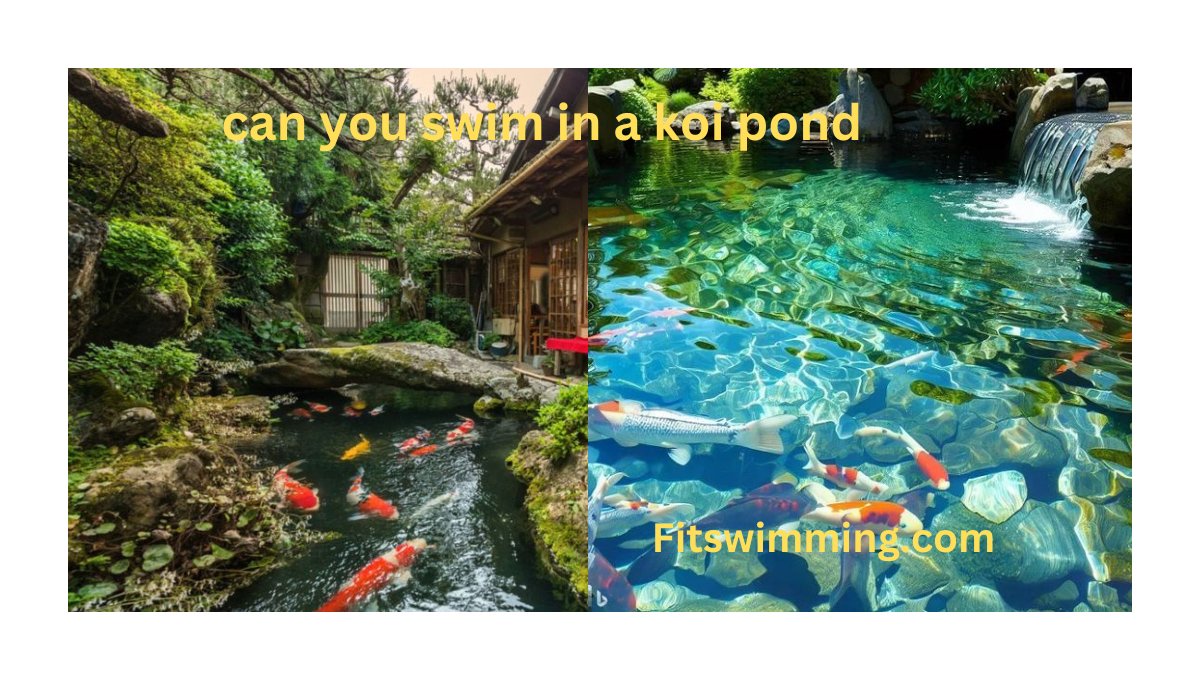 Can-You-Swim-in-a-Koi-Pond