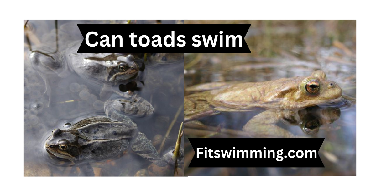 Can Toads Swim