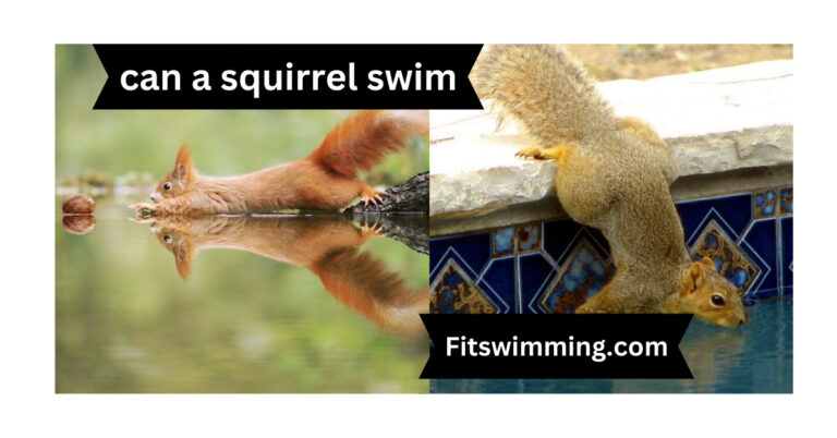 Can a Squirrel Swim? How Long Can a Squirrel Swim?