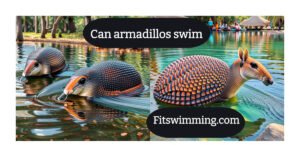 can armadillos swim