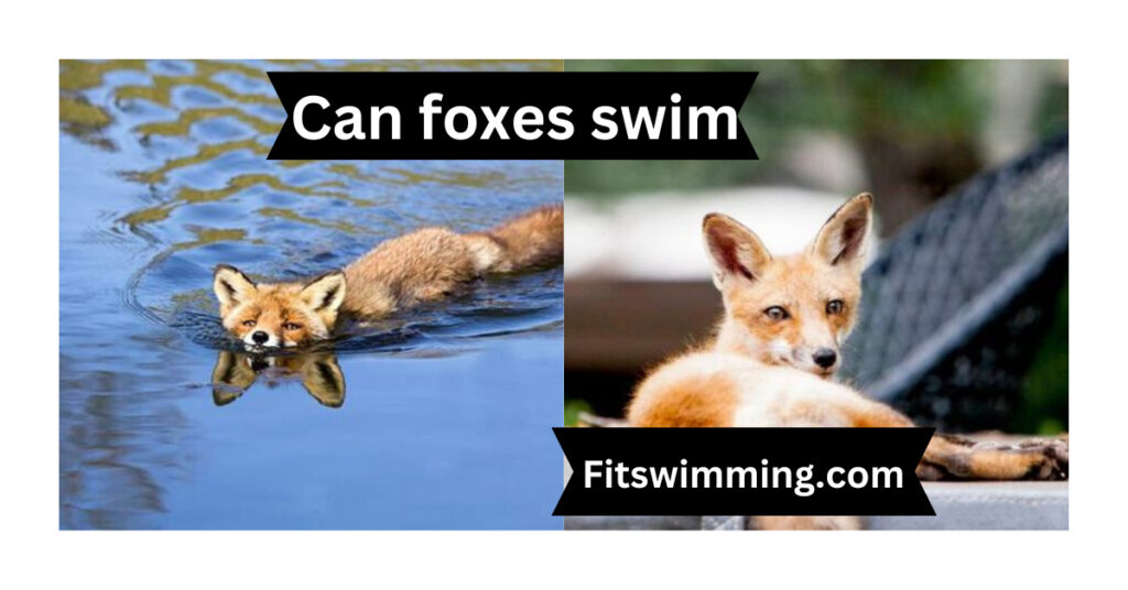 Can Foxes Swim? Interesting Facts - Fit Swimming