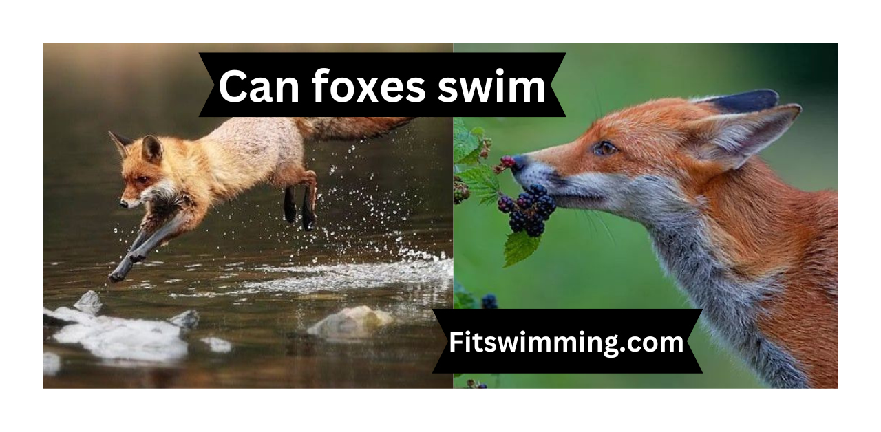 Can Foxes Swim? Interesting Facts - Fit Swimming