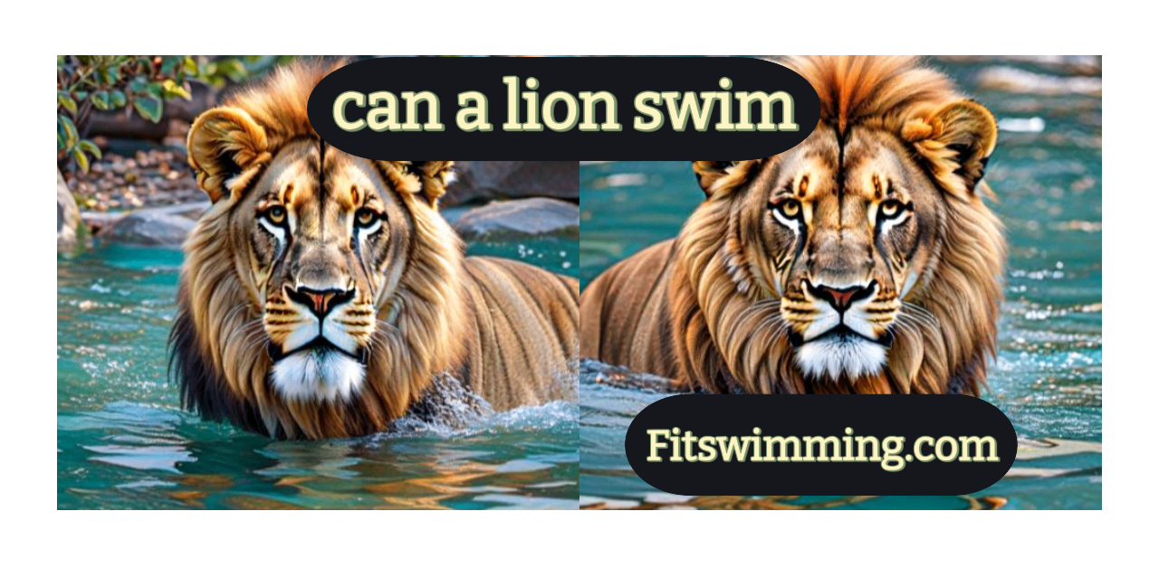 Can a Lion Swim? Are Lions Scared of Water? - Fit Swimming