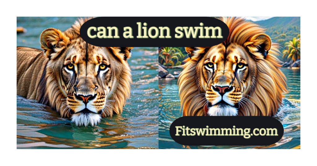 Can a Lion Swim? Are Lions Scared of Water? - Fit Swimming