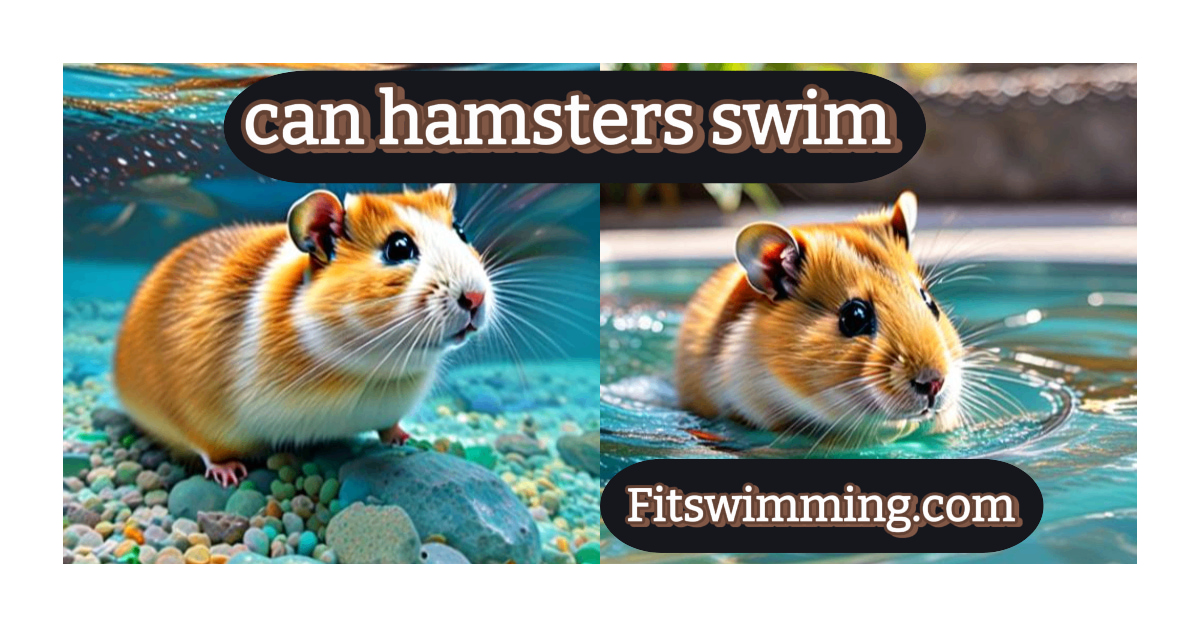 can hamsters swim