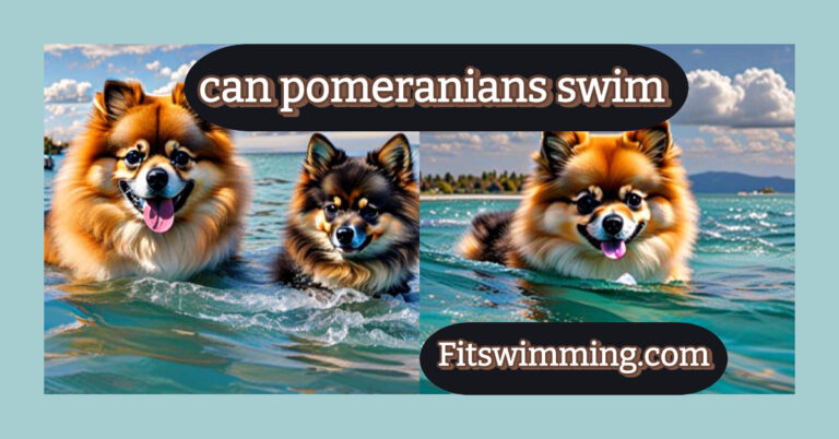 Can Pomeranians Swim? Factors Influencing Pomeranian Swimming Abilities