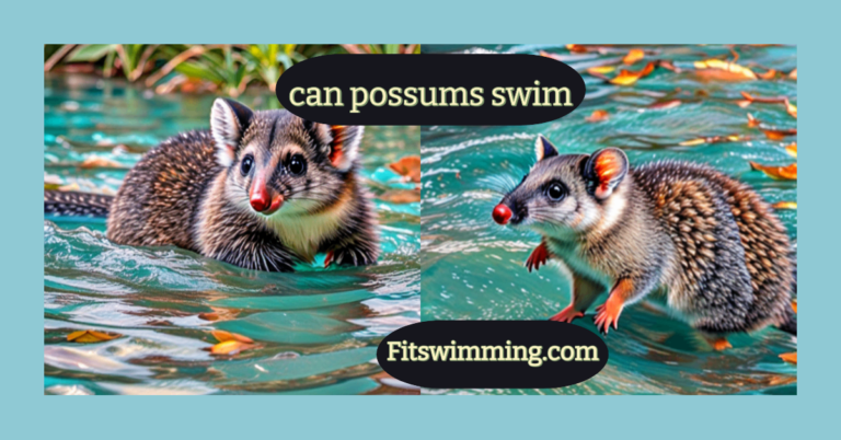 Can Possums Swim or Not? The Surprising Truth