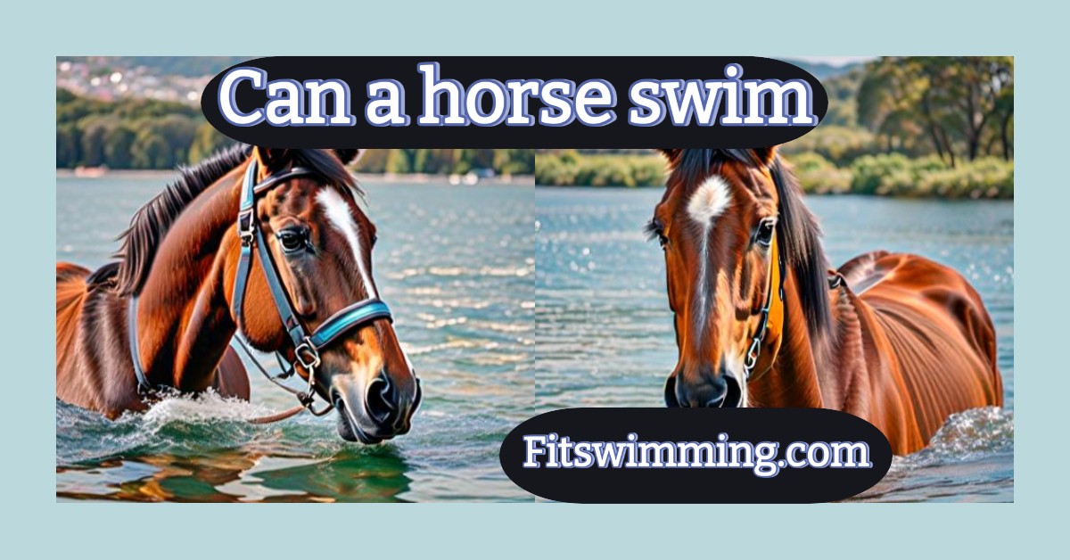 can a horse swim