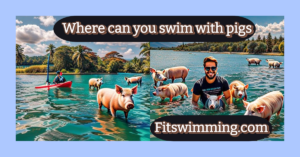 Where can you swim with pigs