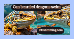 Can bearded dragons swim