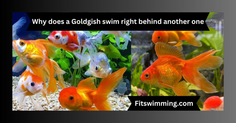 Why Does a Goldfish Swim Right Behind Another One? Facts