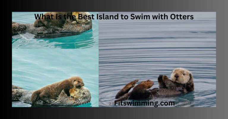 What Is the Best Island to Swim with Otters