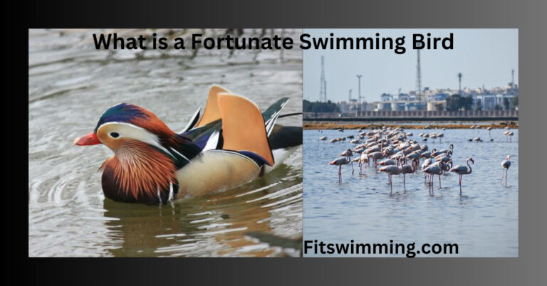 What is a Fortunate Swimming Bird