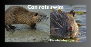 Can Rats Swim
