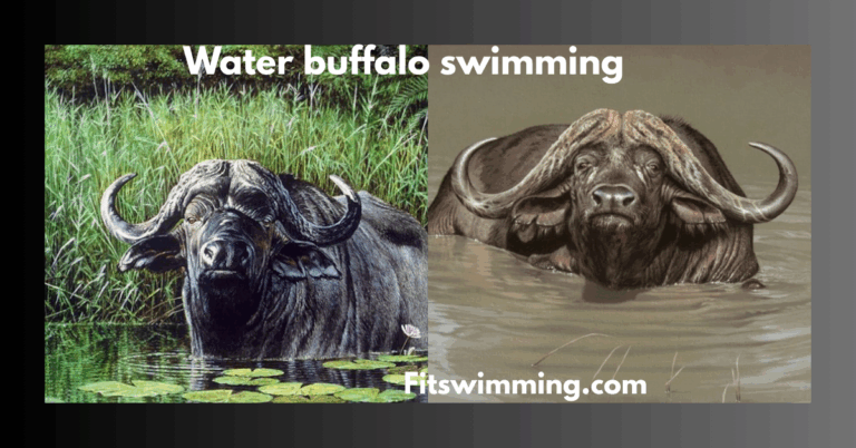 Water Buffalo Swimming: Nature’s Strong Swimmers